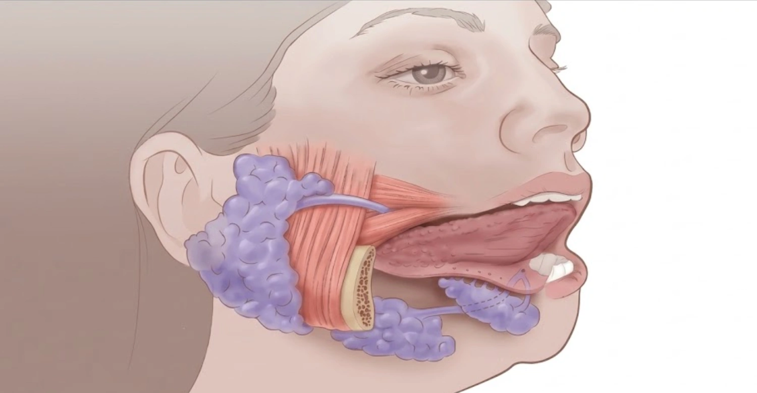 salivary glands1